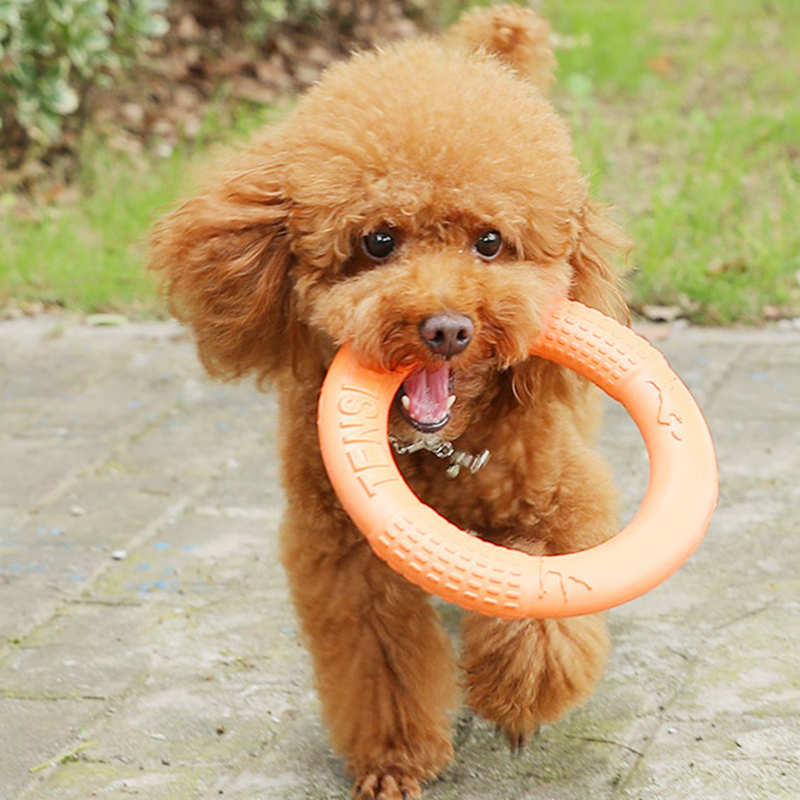 1PC cam Dog Đồ chơi Vật nuôi b - đánh giá và giá Flying Disc Dog Training Toy