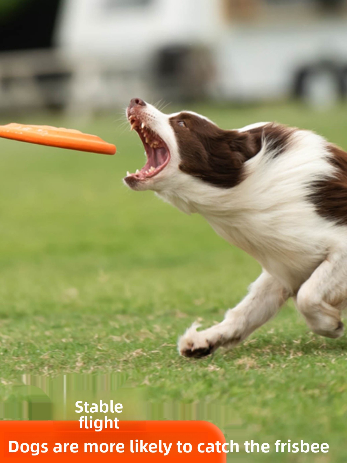 Dog Flying Disc Soft Durable B - đánh giá và giá Flying Disc Dog Training Toy