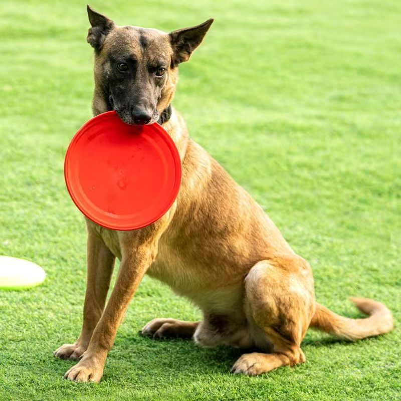 Hard Plastic Dog Frisbee  Paw  - đánh giá và giá Flying Disc Dog Training Toy