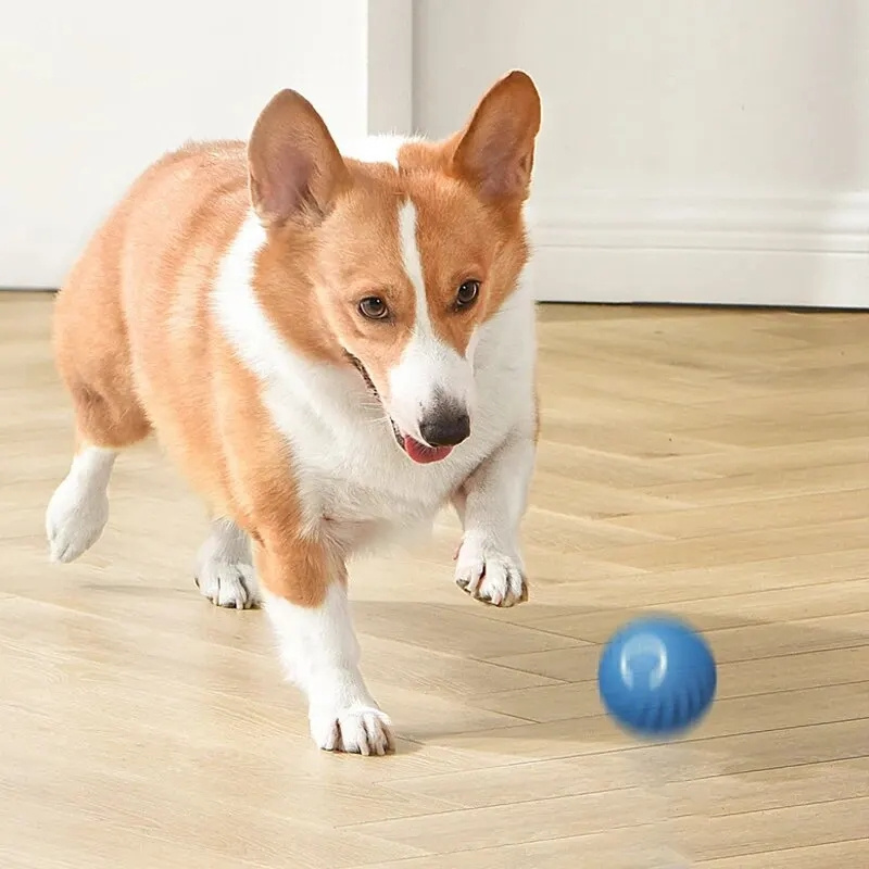 USB Charging Automatic Bouncin - đánh giá và giá Automatic Moving Dog Ball