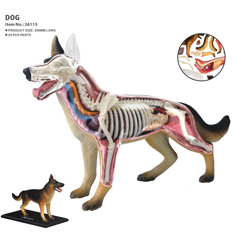 Animal Organ Anatomy Model 4D  - đánh giá và giá Dog Toys